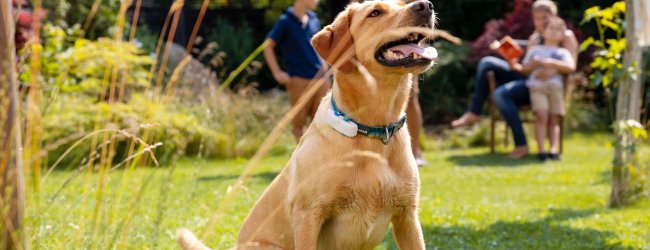 un labrador in un prato con un GPS Tractive sul collare