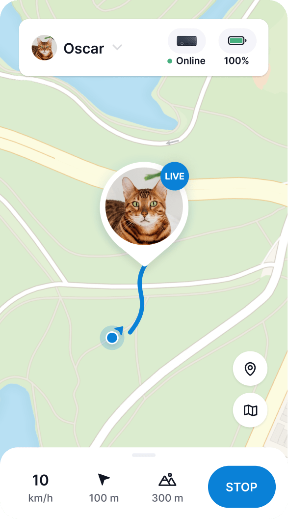 Gatti